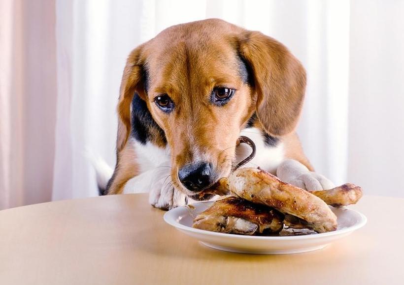 狗狗主动靠近还会舔是什么征兆,狗狗半夜舔各种东西是什么原因