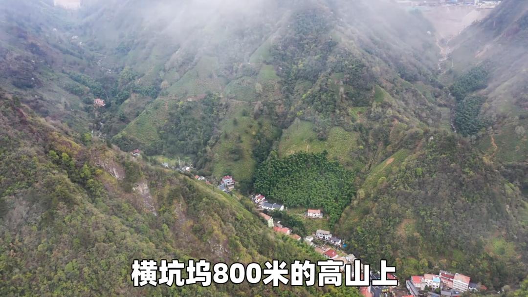 安吉白茶精选名茶的价格,安吉白茶历史视频