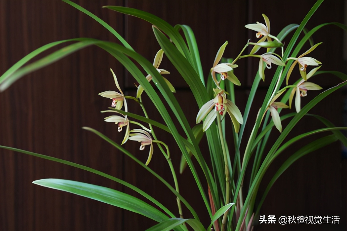 兰花为什么价格这么高,兰花为什么受世人喜爱