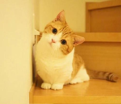 不同宠物花销大盘点原来养它才是真土豪