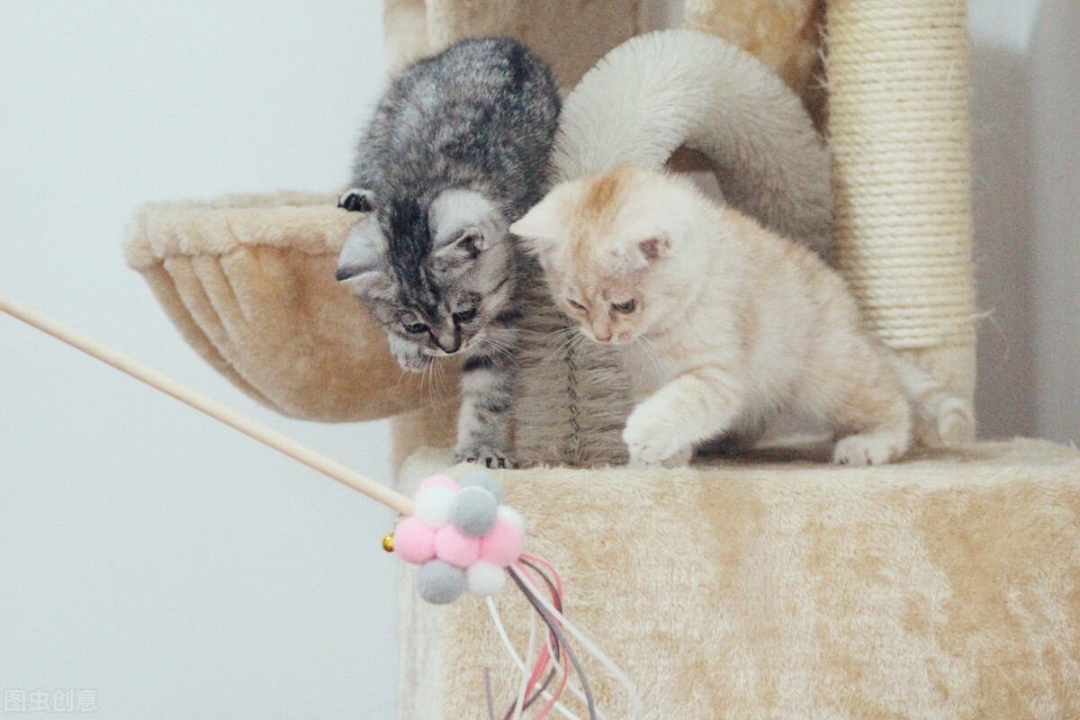 猫把寄生虫传染给人有什么症状,猫体内寄生虫会有哪些症状