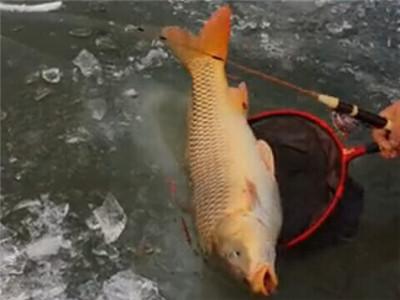 调3钓2出顿口不中鱼,调底钓高顶漂为什么不中鱼