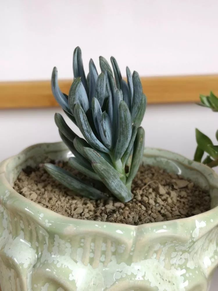 多肉一个月对比照,多肉30天前后对比图