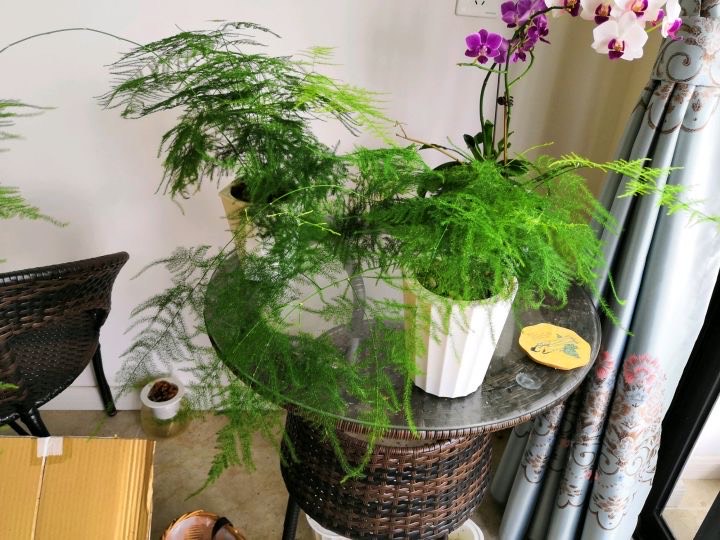 文竹黄叶一定要剪掉，做好“3件事”，新芽不停长，如层层翠云