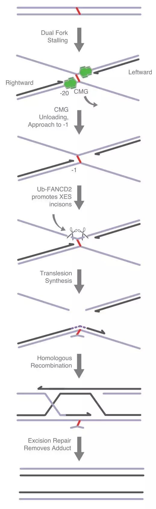 酒精导致的dna损伤,喝酒导致dna损伤