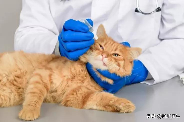 猫咪舔鼻子代表着什么,猫咪舔鼻子是什么原因