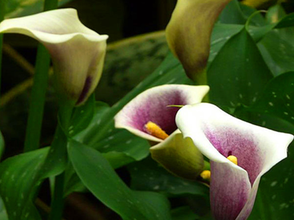 五种常见的球根花卉,哪些球根花卉会年年开花