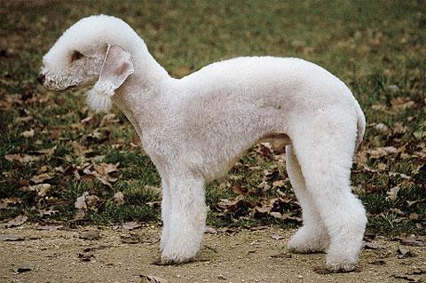 世界上所有的狗品种图片,世界最名贵的狗前十名及其简介