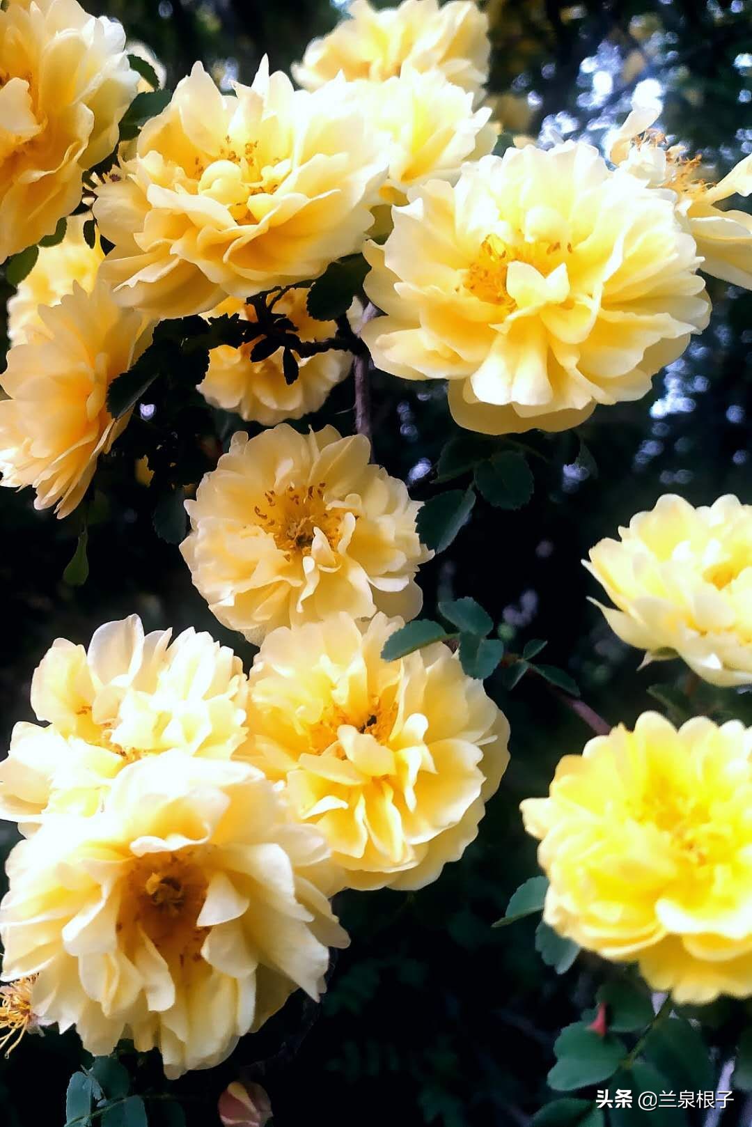 最美黄玫瑰,歌曲黄玫瑰你最美