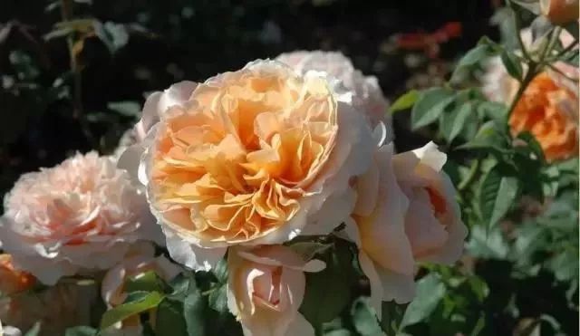 一万年一次的2020520；一起认识100种玫瑰~别送错啊