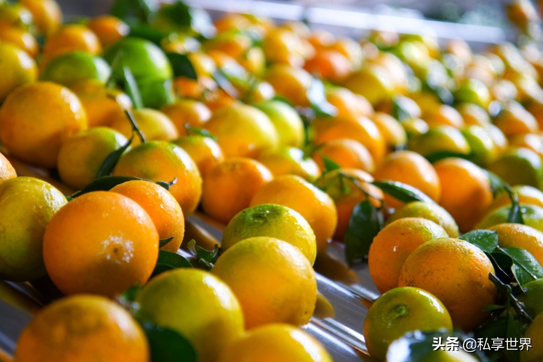 现在哪里的橙子最好吃,全国哪些地方的橙子好吃水分多