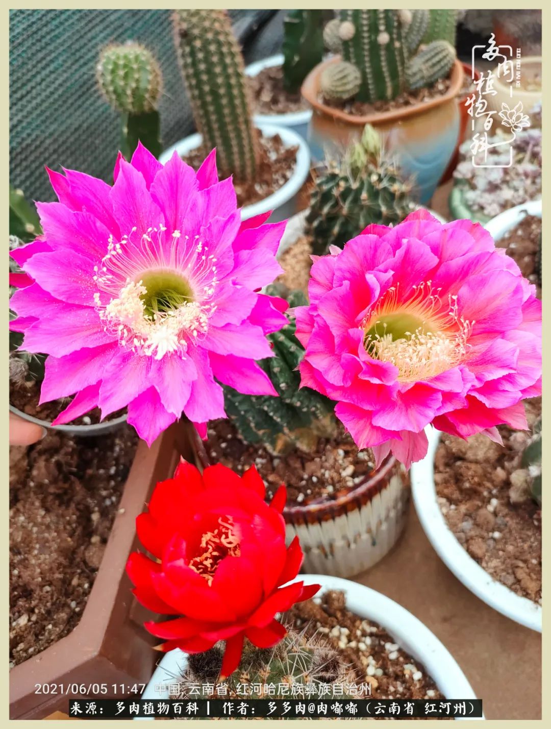 这个春天我们一起去赏花,这个季节我们一起去看花