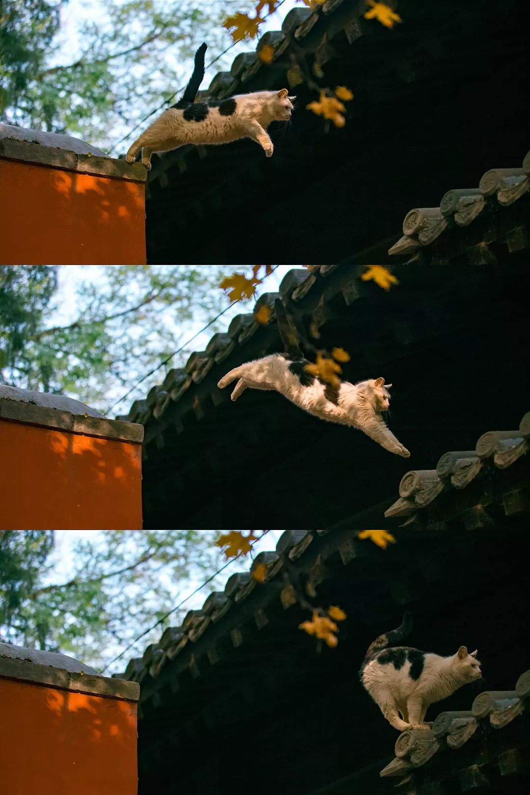 大觉寺里面的猫,大觉寺秋色