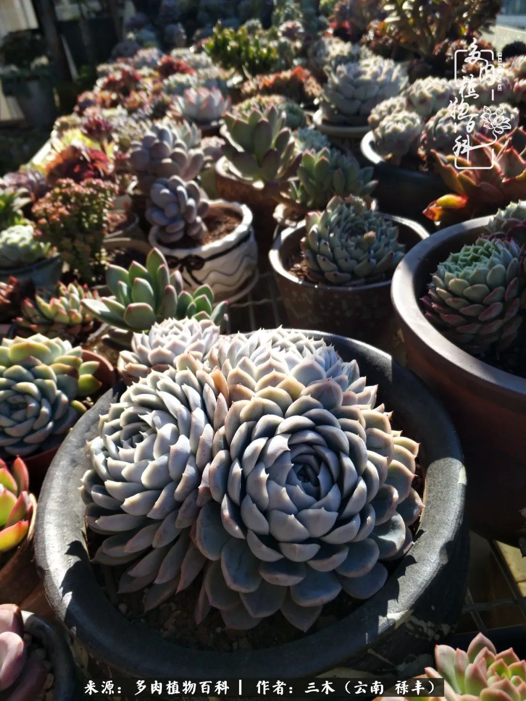 结缘多肉，阳台这一亩三分地就是我的世外桃源
