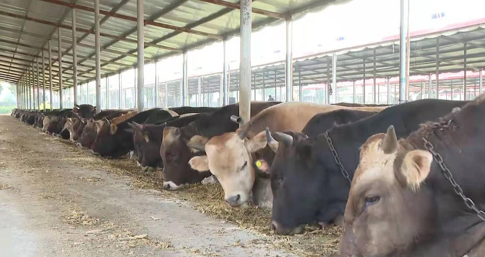 牛年要去哪里旅游,牛年来牛首山
