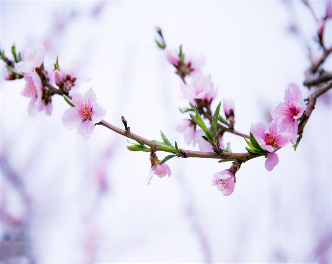 桃花盆栽养殖难？掌握好这几点，桃花盆栽的养殖不再困难！