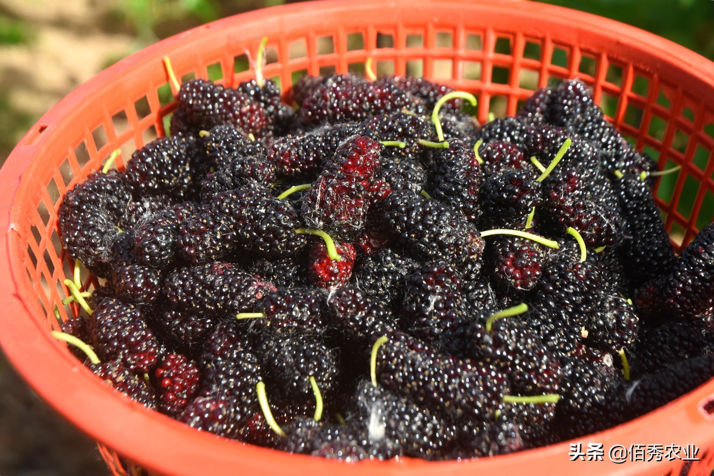种桑葚能致富吗,农业种植致富项目桑葚