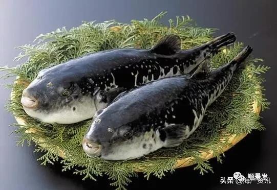 各国海鲜大盘点,今年过年最值得入手的海鲜