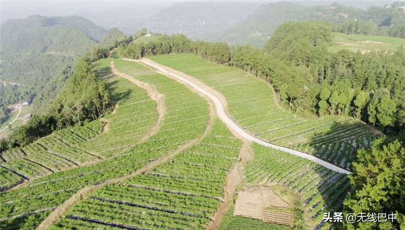 产业观察：“中国芦笋之乡”为何按下“慢进键”？