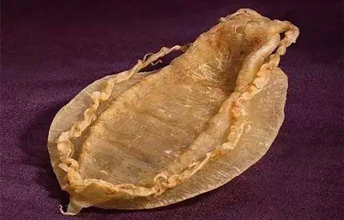 鱼胶知识大全视频,最全常识看完涨知识