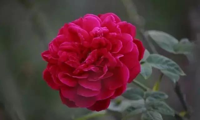 每天学习一点点——100种玫瑰品种科普