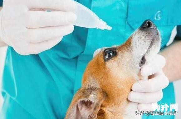 比熊犬有泪痕怎么办,比熊犬泪痕怎么根治