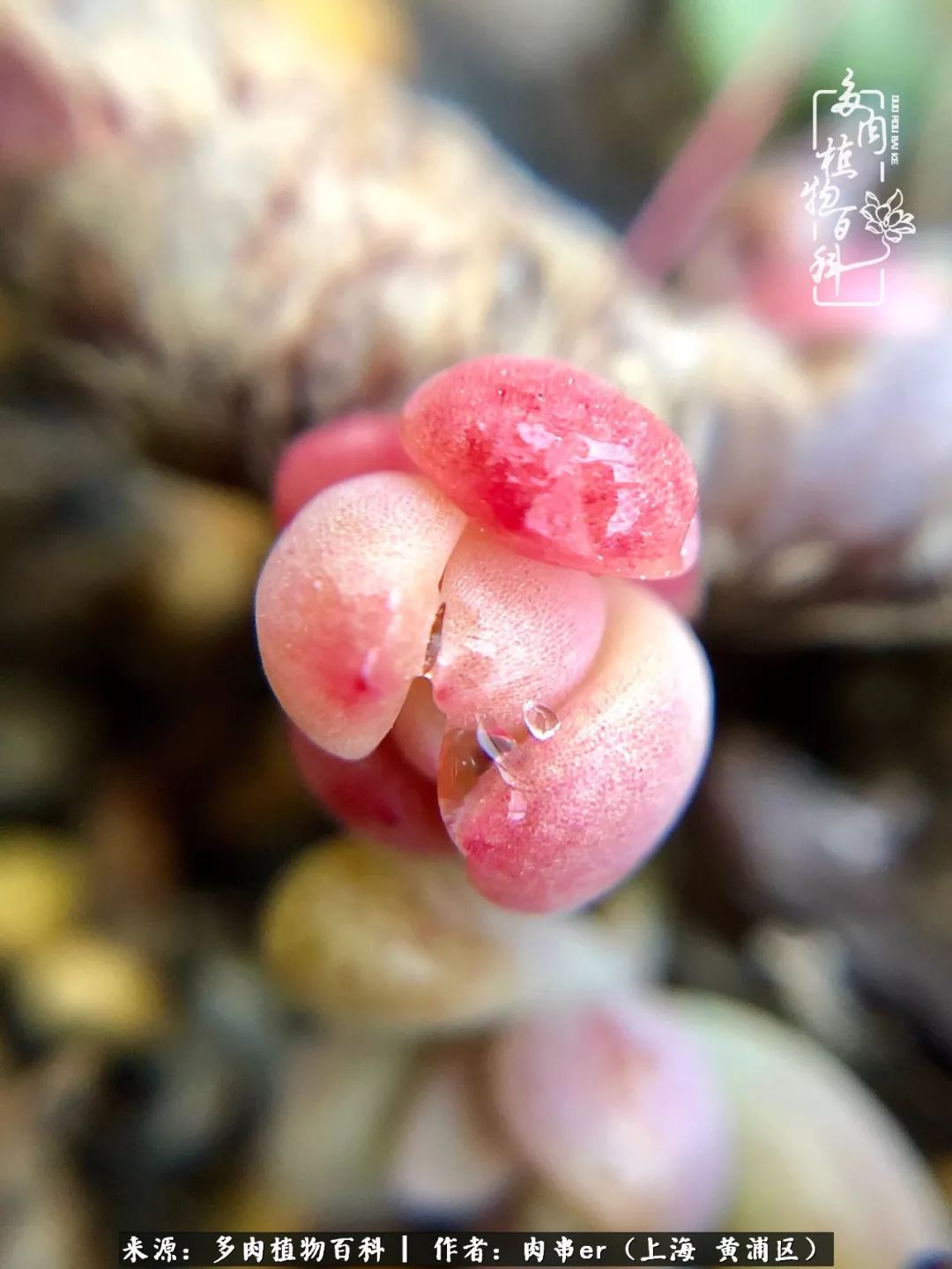 怎么用原相机拍多肉更好看,多肉怎么拍摄好看