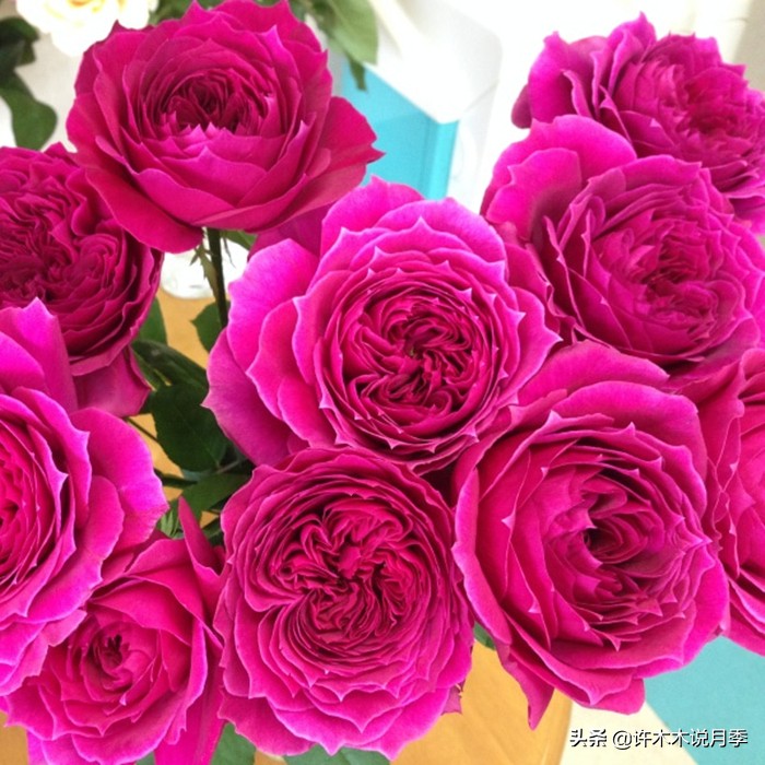 月季叶子掉光变成光杆了怎么回事？用这几招让你的月季满血复活