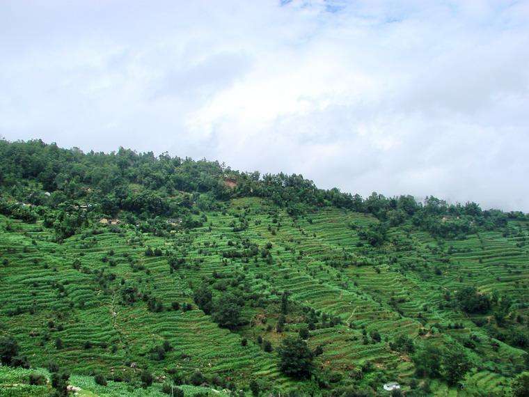 云南普洱茶区六大茶区,普洱茶茶区详细分布图