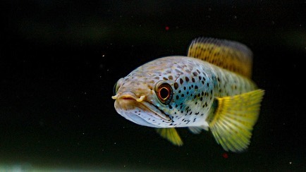 血斑雷龙鱼观赏鱼,雷龙鱼稀不稀有