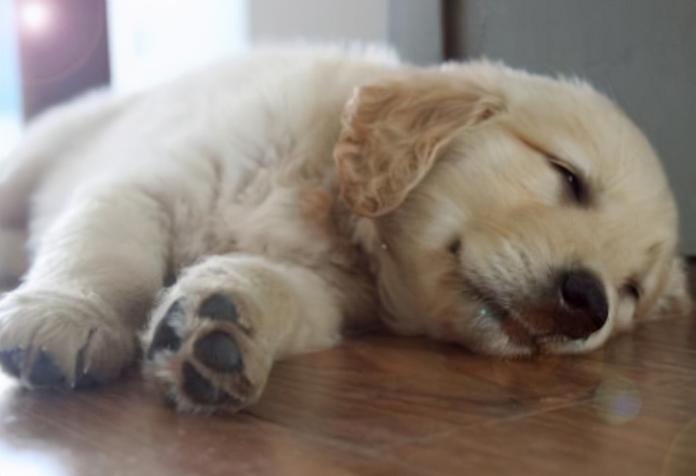 狗狗拉肚子最好的解决方法,狗拉肚子如何物理治疗