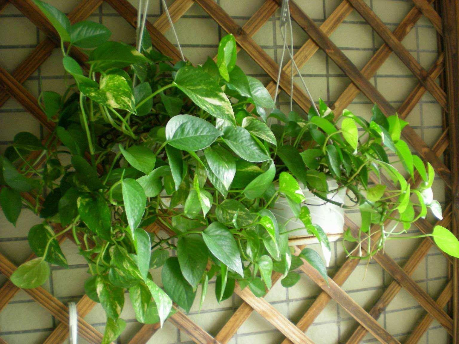 绿萝叶子发黄有斑点怎么养护,绿萝为什么叶子发黄应该怎样管理