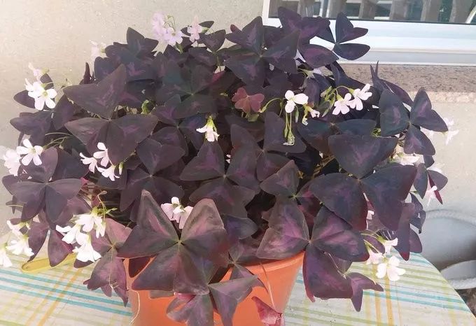 紫色幸运草养殖方法,紫色幸运草冬天怎么养护