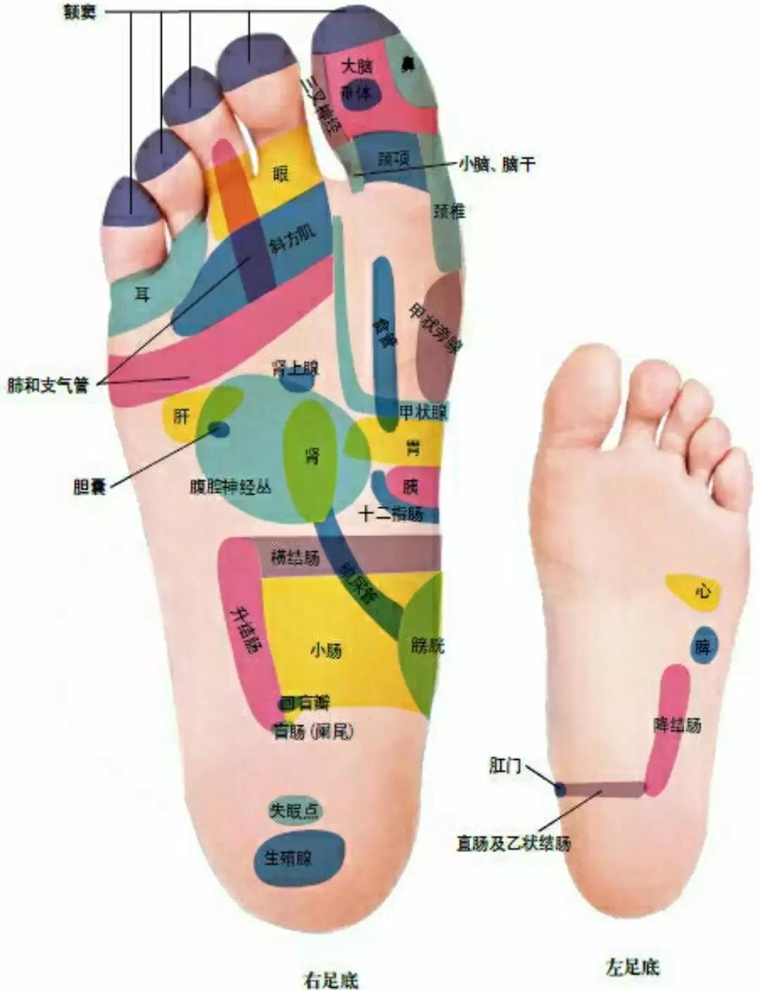 背诊图五脏六腑反射区,足部反射区解析大全