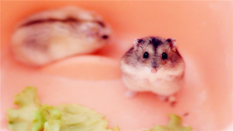 仓鼠伪冬眠用吹风机吹结果没有用,仓鼠伪冬眠醒了以后怎么办