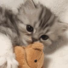 怎样判断铲屎官好坏,铲屎官的鉴定方法视频