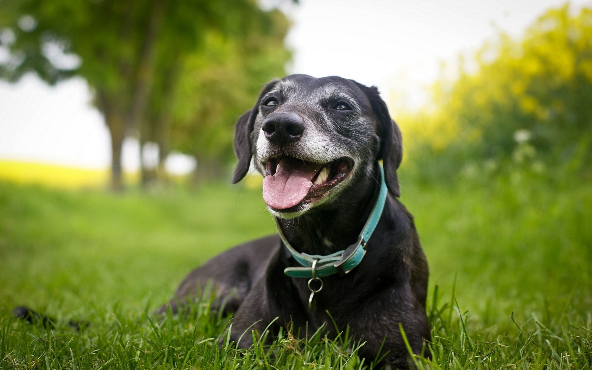 爱宠走失寻回,寻回丢失宠物的高效方法和技巧