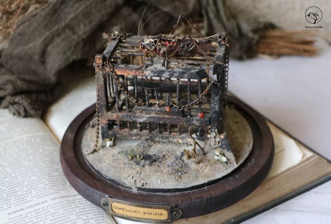 95后小伙离世捐献器官救了5人,95后小伙昆虫标本