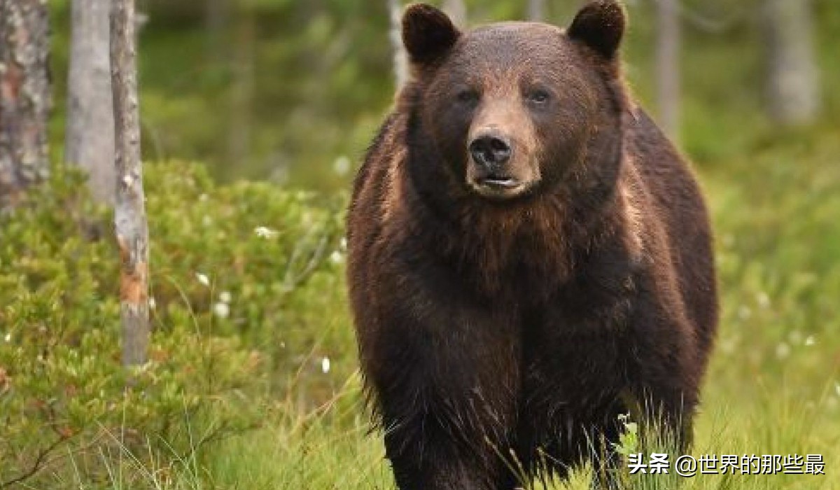 棕熊比老虎大多少,棕熊和老虎哪个力量大