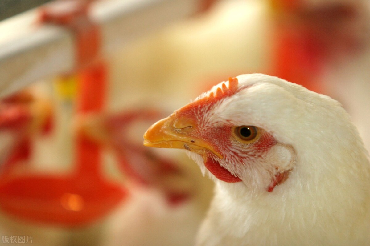 养好鸡技术视频,鸡养殖小知识及技巧