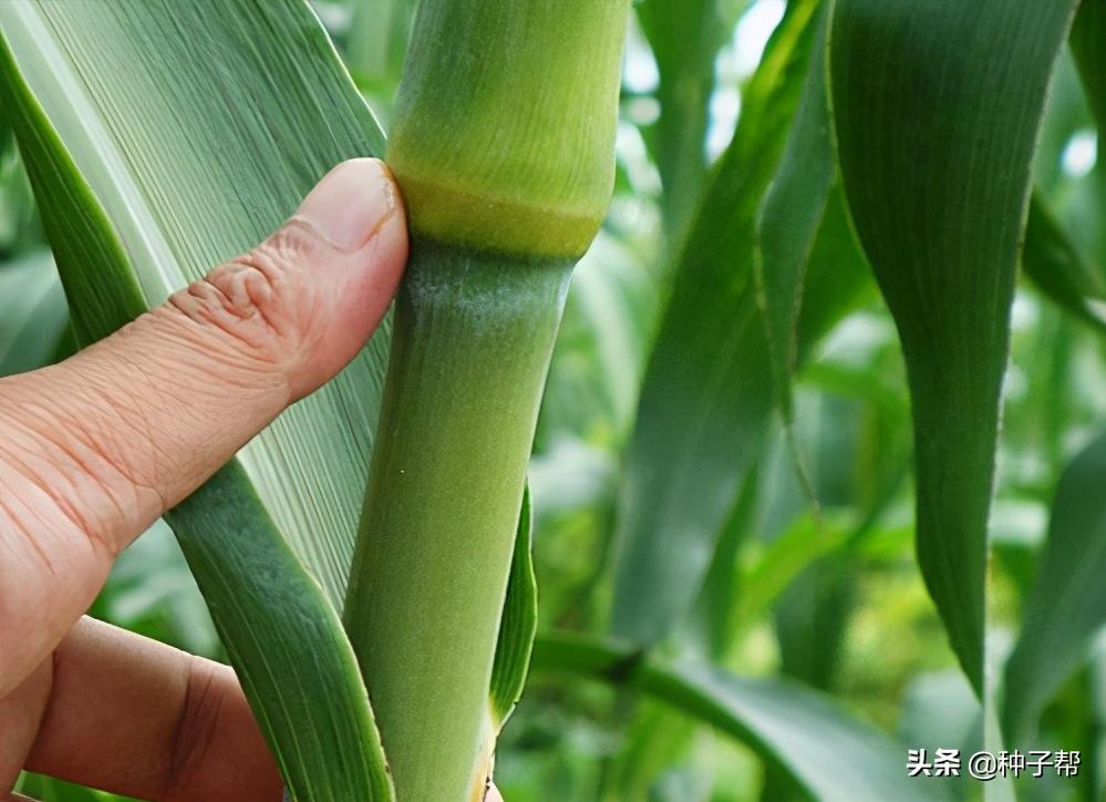 新品种高粱一亩能产多少斤,种植什么品种的高粱收益高