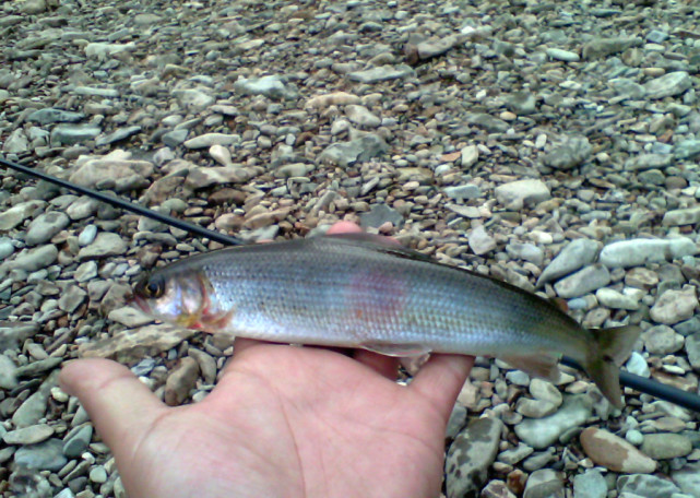 阿勒泰地区,追寻这种冷水溪流中的精灵“花翅子”现在已经禁钓