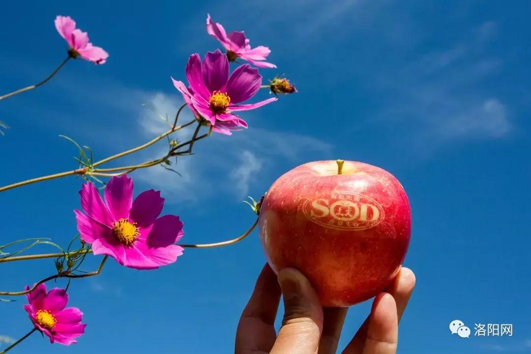 洛阳牡丹花会邀请,洛阳邀请全世界人民看牡丹