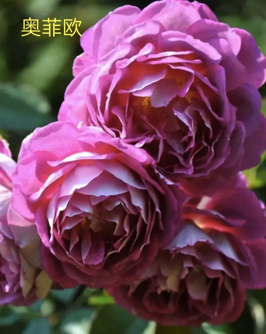 2020年木村卓功月季新品,木村卓功的月季都比较耐阴吗