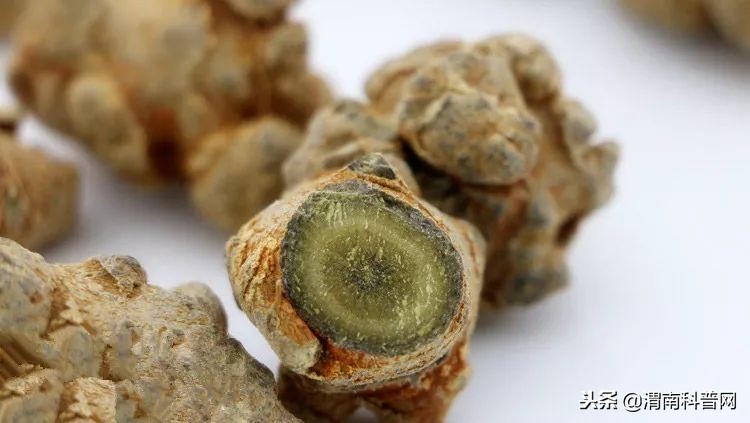 探秘中药三七,名贵中药三七