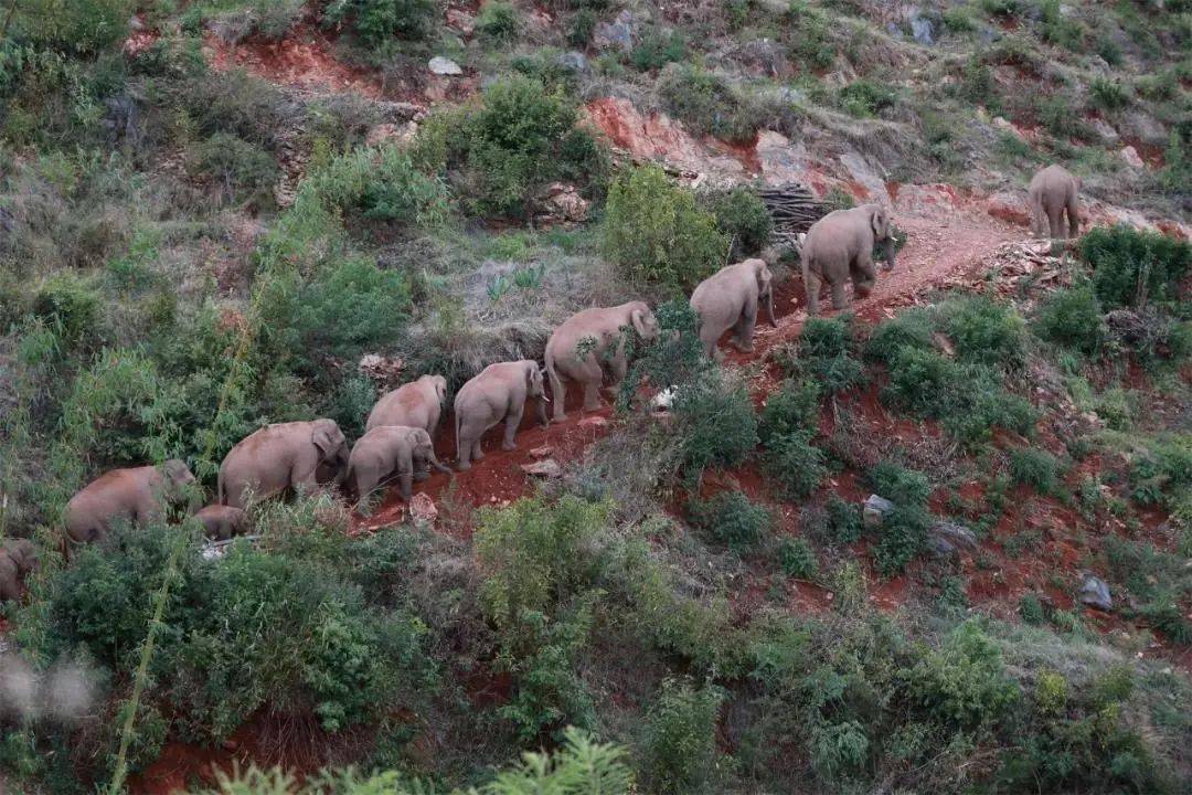 云南野象群将被劝返,云南野象群不走了