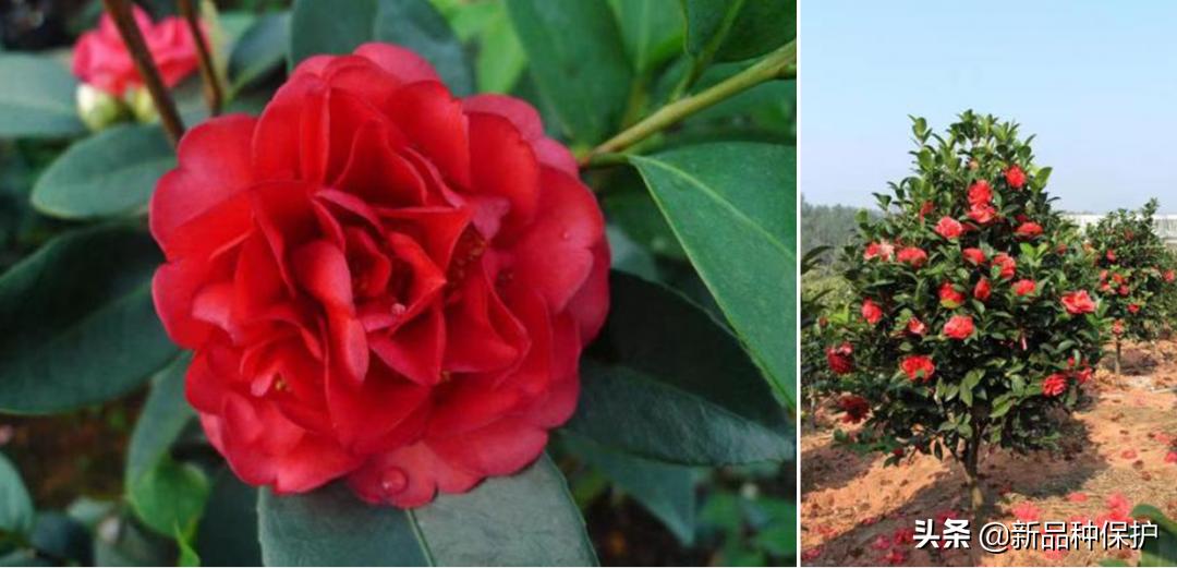 优良品种有哪些,最好的品种是哪一种