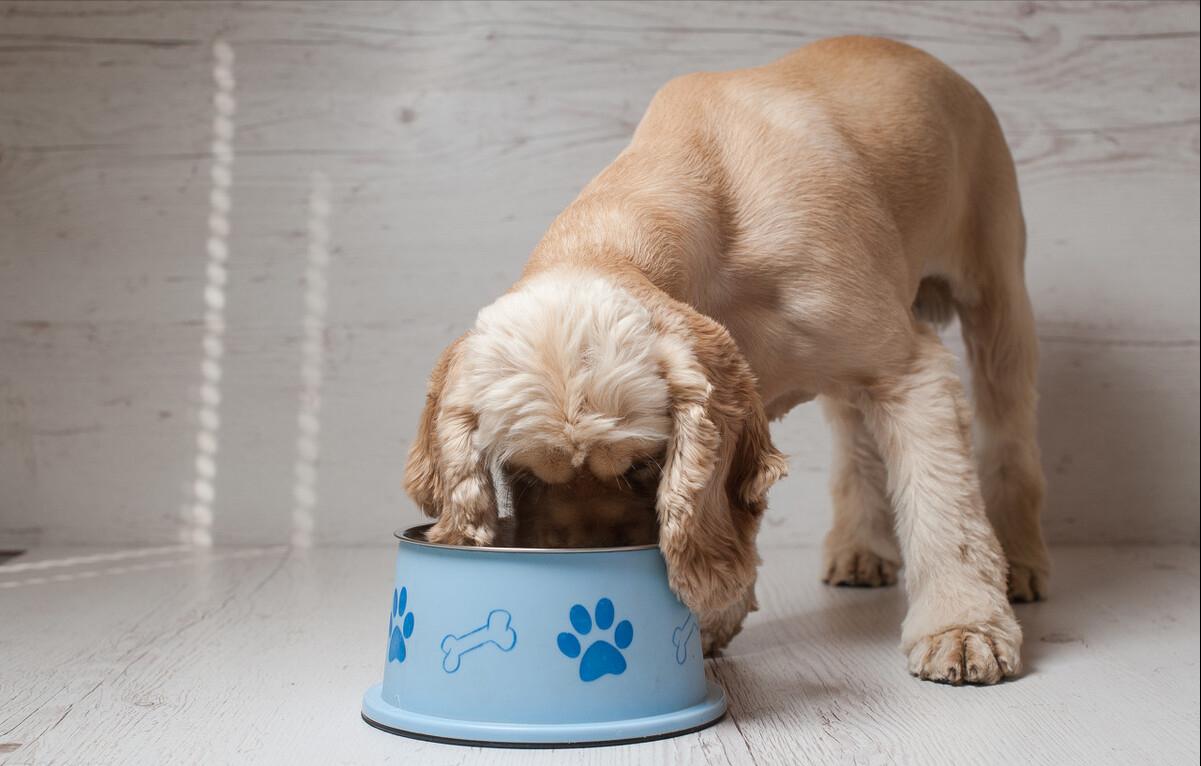 为什么狗狗喜欢舔主人的手,狗狗喜欢舔地板是什么原因