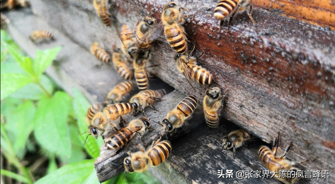 意蜂盗中蜂为什么中蜂不抵抗,中蜂养殖经常死蜂怎么办