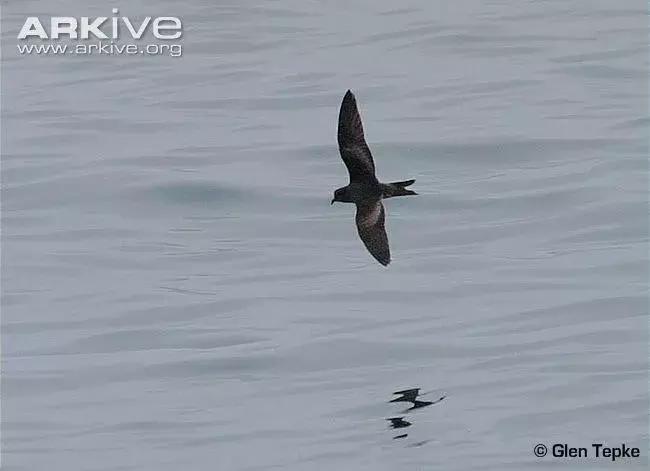 像黑色的闪电高傲地飞翔,像黑色的闪电